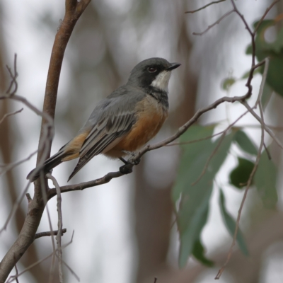 Pachycephala rufiventris (Rufous Whistler) at Ginninderry Conservation Corridor - 8 Mar 2024 by MichaelWenke