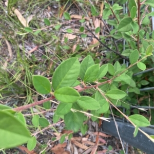 Cotoneaster glaucophyllus at Kambah, ACT - 29 Feb 2024 08:41 AM