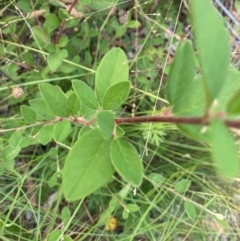 Cotoneaster glaucophyllus at Kambah, ACT - 29 Feb 2024