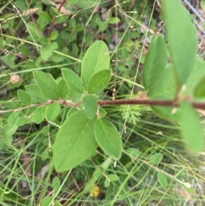 Cotoneaster glaucophyllus at Kambah, ACT - 29 Feb 2024