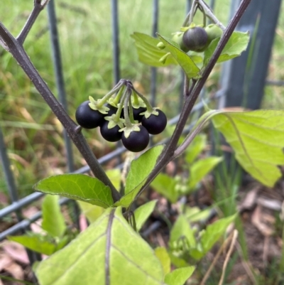 Solanum nigrum (Black Nightshade) at Kambah, ACT - 29 Feb 2024 by mcosgrove
