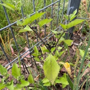 Solanum nigrum at Kambah, ACT - 29 Feb 2024 11:15 AM