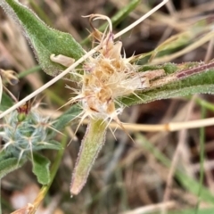 Centaurea melitensis (Maltese Cockspur, Cockspur Thistle) at Tharwa, ACT - 6 Mar 2024 by mcosgrove