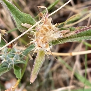 Centaurea melitensis at Tharwa, ACT - 6 Mar 2024