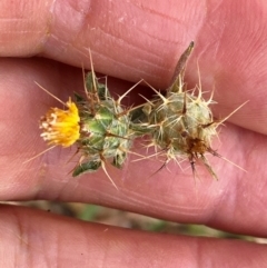 Centaurea melitensis at Tharwa, ACT - 6 Mar 2024