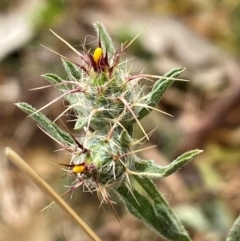 Centaurea melitensis at Tharwa, ACT - 6 Mar 2024