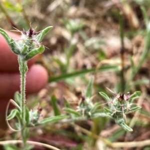 Centaurea melitensis at Tharwa, ACT - 6 Mar 2024