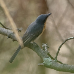 Myiagra rubecula (Leaden Flycatcher) at Ginninderry Conservation Corridor - 7 Mar 2024 by Trevor