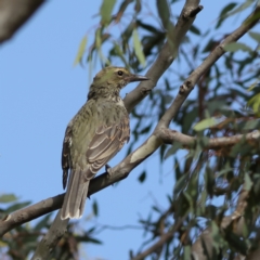 Oriolus sagittatus (Olive-backed Oriole) at Strathnairn, ACT - 7 Mar 2024 by Trevor