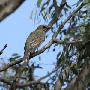 Oriolus sagittatus at Ginninderry Conservation Corridor - 8 Mar 2024 10:08 AM