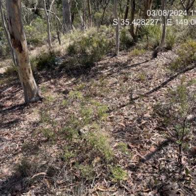 Grevillea ramosissima subsp. ramosissima (Fan Grevillea) at Kambah, ACT - 8 Mar 2024 by JP95