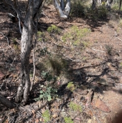 Grevillea ramosissima subsp. ramosissima at Bullen Range - 8 Mar 2024 03:29 PM