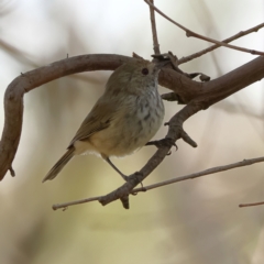 Acanthiza pusilla (Brown Thornbill) at Ginninderry Conservation Corridor - 7 Mar 2024 by Trevor