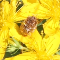 Heliocosma (genus - immature) (A tortrix or leafroller moth) at Franklin Grassland (FRA_5) - 1 Feb 2024 by JenniM