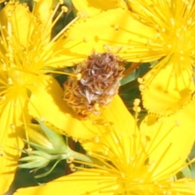 Heliocosma (genus - immature) (A tortrix or leafroller moth) at Franklin, ACT - 1 Feb 2024 by JenniM