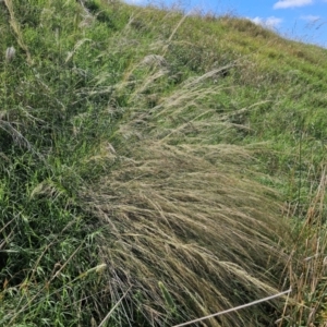 Austrostipa verticillata at Pialligo, ACT - 8 Mar 2024