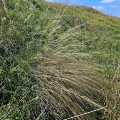 Austrostipa verticillata (Slender Bamboo Grass) at Pialligo, ACT - 8 Mar 2024 by Jiggy
