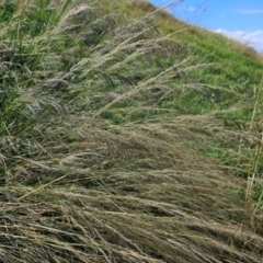 Austrostipa verticillata at Pialligo, ACT - 8 Mar 2024