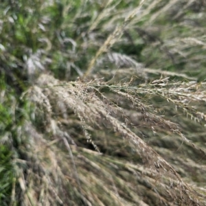 Austrostipa verticillata at Pialligo, ACT - 8 Mar 2024 11:42 AM