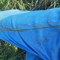 Austrostipa verticillata at Pialligo, ACT - 8 Mar 2024