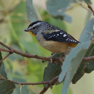 Pardalotus punctatus at Ginninderry Conservation Corridor - 8 Mar 2024 10:38 AM