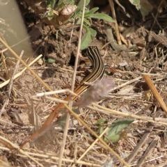 Ctenotus taeniolatus (Copper-tailed Skink) at Ginninderry Conservation Corridor - 7 Mar 2024 by Trevor