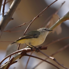 Acanthiza chrysorrhoa (Yellow-rumped Thornbill) at Ginninderry Conservation Corridor - 8 Mar 2024 by MichaelWenke