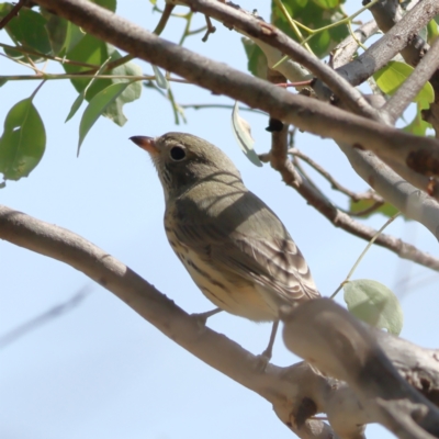 Pachycephala rufiventris (Rufous Whistler) at Ginninderry Conservation Corridor - 8 Mar 2024 by MichaelWenke