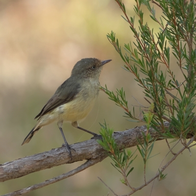 Acanthiza reguloides (Buff-rumped Thornbill) at Ginninderry Conservation Corridor - 8 Mar 2024 by MichaelWenke