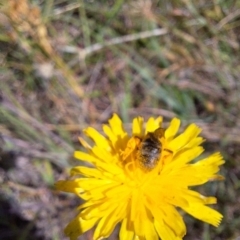 Lasioglossum (Chilalictus) sp. (genus & subgenus) (Halictid bee) at Budjan Galindji (Franklin Grassland) Reserve - 1 Feb 2024 by JenniM