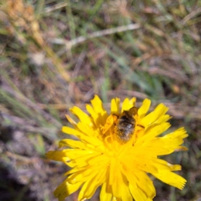 Lasioglossum (Chilalictus) sp. (genus & subgenus) (Halictid bee) at Budjan Galindji (Franklin Grassland) Reserve - 1 Feb 2024 by JenniM