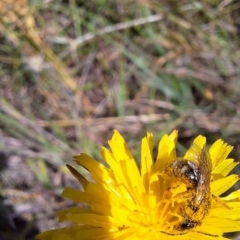 Lasioglossum (Chilalictus) sp. (genus & subgenus) at Franklin Grassland (FRA_5) - 1 Feb 2024