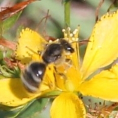 Lasioglossum (Chilalictus) sp. (genus & subgenus) (Halictid bee) at Harrison, ACT - 1 Feb 2024 by JenniM