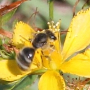 Lasioglossum (Chilalictus) sp. (genus & subgenus) at Undefined Area - 1 Feb 2024 11:16 AM