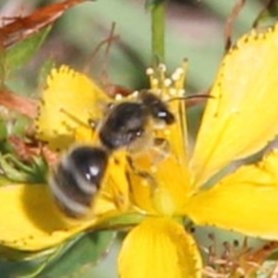 Lasioglossum (Chilalictus) sp. (genus & subgenus) (Halictid bee) at Franklin Grassland (FRA_5) - 1 Feb 2024 by JenniM