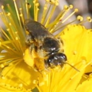 Lasioglossum (Chilalictus) sp. (genus & subgenus) at Undefined Area - 1 Feb 2024 11:16 AM