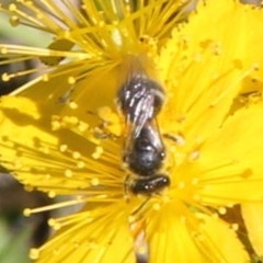 Lasioglossum (Chilalictus) sp. (genus & subgenus) at Undefined Area - 1 Feb 2024 11:16 AM