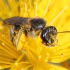 Lasioglossum (Chilalictus) sp. (genus & subgenus) at Franklin Grassland (FRA_5) - 1 Feb 2024 11:16 AM