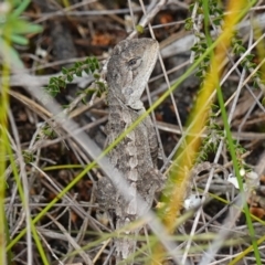 Amphibolurus muricatus (Jacky Lizard) at Vincentia, NSW - 7 Feb 2024 by RobG1