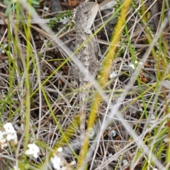 Amphibolurus muricatus at Vincentia, NSW - 7 Feb 2024