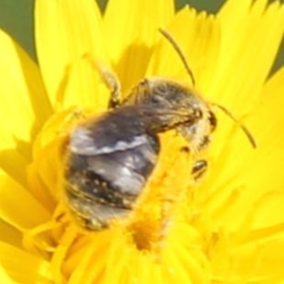 Lasioglossum (Chilalictus) sp. (genus & subgenus) (Halictid bee) at Franklin Grassland (FRA_5) - 1 Feb 2024 by JenniM