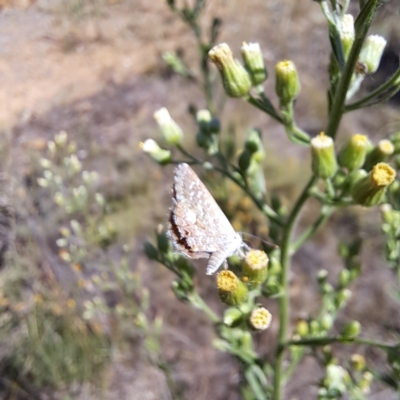 Theclinesthes serpentata (Saltbush Blue) at Hackett, ACT - 7 Mar 2024 by abread111