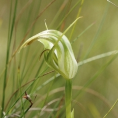 Pterostylis acuminata (Pointed Greenhood) at Mittagong, NSW - 8 Mar 2024 by Snowflake