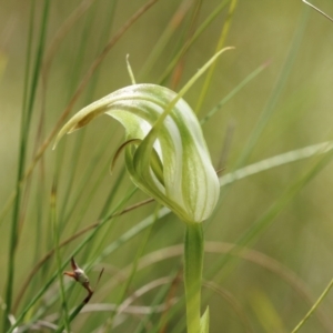 Pterostylis acuminata at Mittagong - suppressed