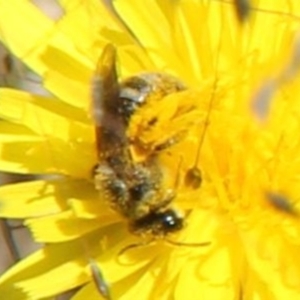 Lasioglossum (Chilalictus) sp. (genus & subgenus) at Franklin Grassland (FRA_5) - 1 Feb 2024 11:37 AM