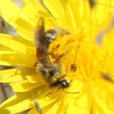 Lasioglossum (Chilalictus) sp. (genus & subgenus) (Halictid bee) at Harrison, ACT - 1 Feb 2024 by JenniM