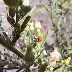 Hippodamia variegata (Spotted Amber Ladybird) at Hackett, ACT - 7 Mar 2024 by abread111