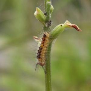 Orgyia anartoides at Vincentia, NSW - 7 Feb 2024