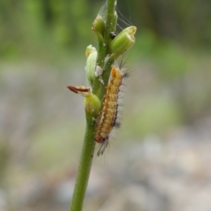 Orgyia anartoides at Vincentia, NSW - 7 Feb 2024