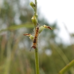 Orgyia anartoides at Vincentia, NSW - 7 Feb 2024